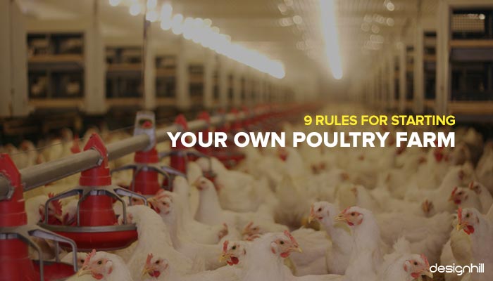 45 days chicken business plan philippines